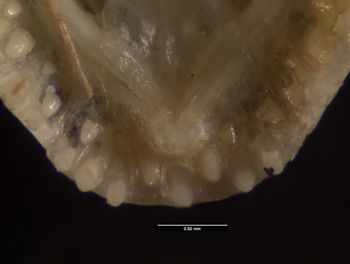 Media type: image;   Herpetology R-131636